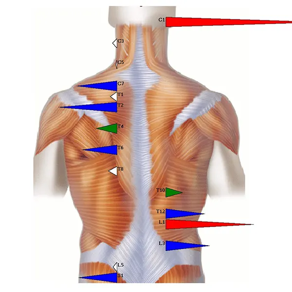 Chiropraktik Wirbelsäulen Thermal-Scan