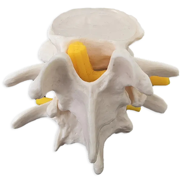 Bandscheiben-Therapie / Flexion-Distraction nach Cox - Phase 4